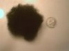 hair loss nov- dec revised.JPG