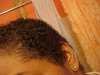 Jan 31 Hair update 010.jpg