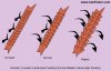 hair cuticle 7.jpg