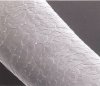 hair cuticle 1.jpg