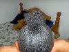 december 6, 2006 ponytail.jpg