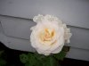 9 may 007.jpg