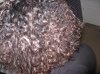 hair 017.jpg