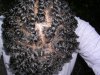 THE BIG CHOP-TWISTED 6-19-09 006.jpg THE BIG CHOP-TWISTED 6-19-09 006.jpg