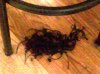 chopped hair on the floor.jpg