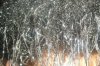 DSCF0516.jpg DSCF0516.jpg