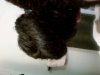 mimi's bun.jpg