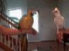 bird-dance-off-a.jpg