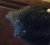 Lint in hair 1.jpg