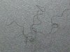 A shed hair magnified x4.jpg