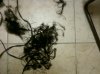 RIPrelaxedhair.jpg