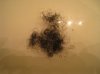 Shed Hair After Detangling 003.jpg