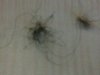 shed hair.jpg