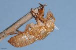 cicada exuviae.jpg