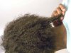 Hair0110005.jpg