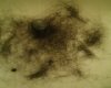 hair.jpg