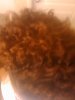 top of twist out.jpg top of twist out.jpg