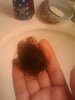 shed hair.jpg shed hair.jpg