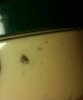 mold outside of jar2 copy.jpg