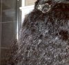 Braidout4 Jan 2012.jpg