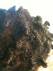 2 strand twist.JPG