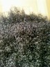 Hair1.jpg