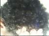 Bantu Knot Out.JPG
