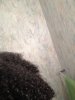 Keritan hair 002.jpg