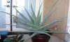 aloe.jpg