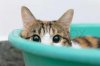 2741156-868707-shy-cat-looking-straight-in-tray.jpg